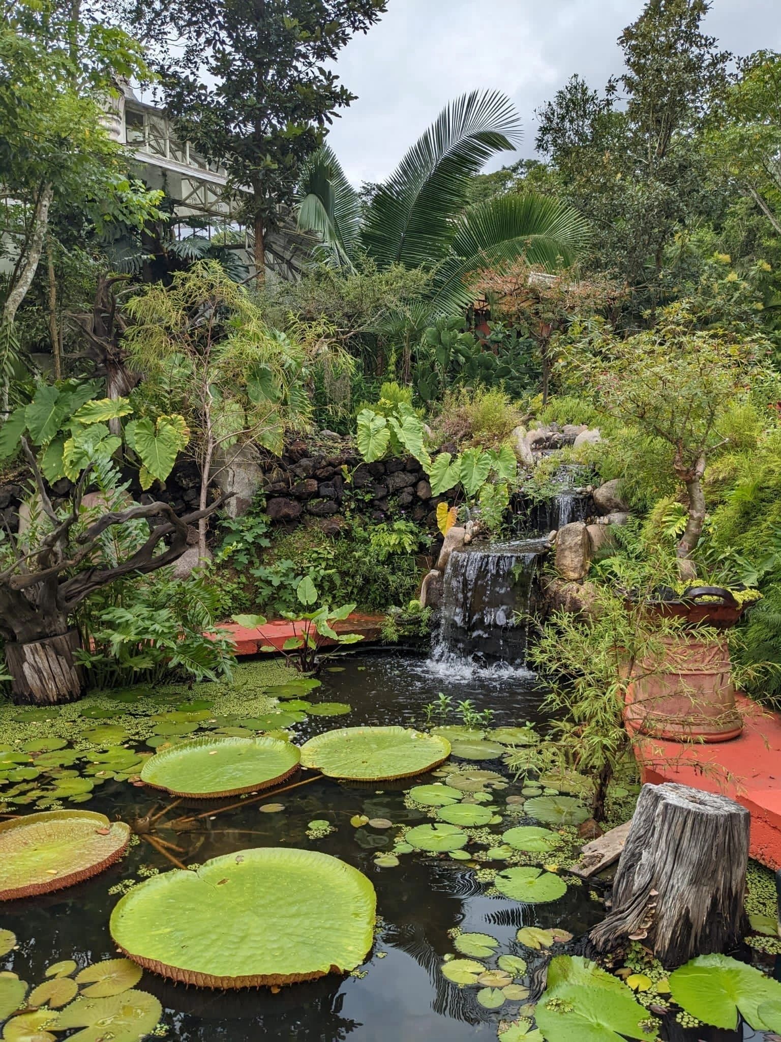 Pond with giant lily pads and waterfall