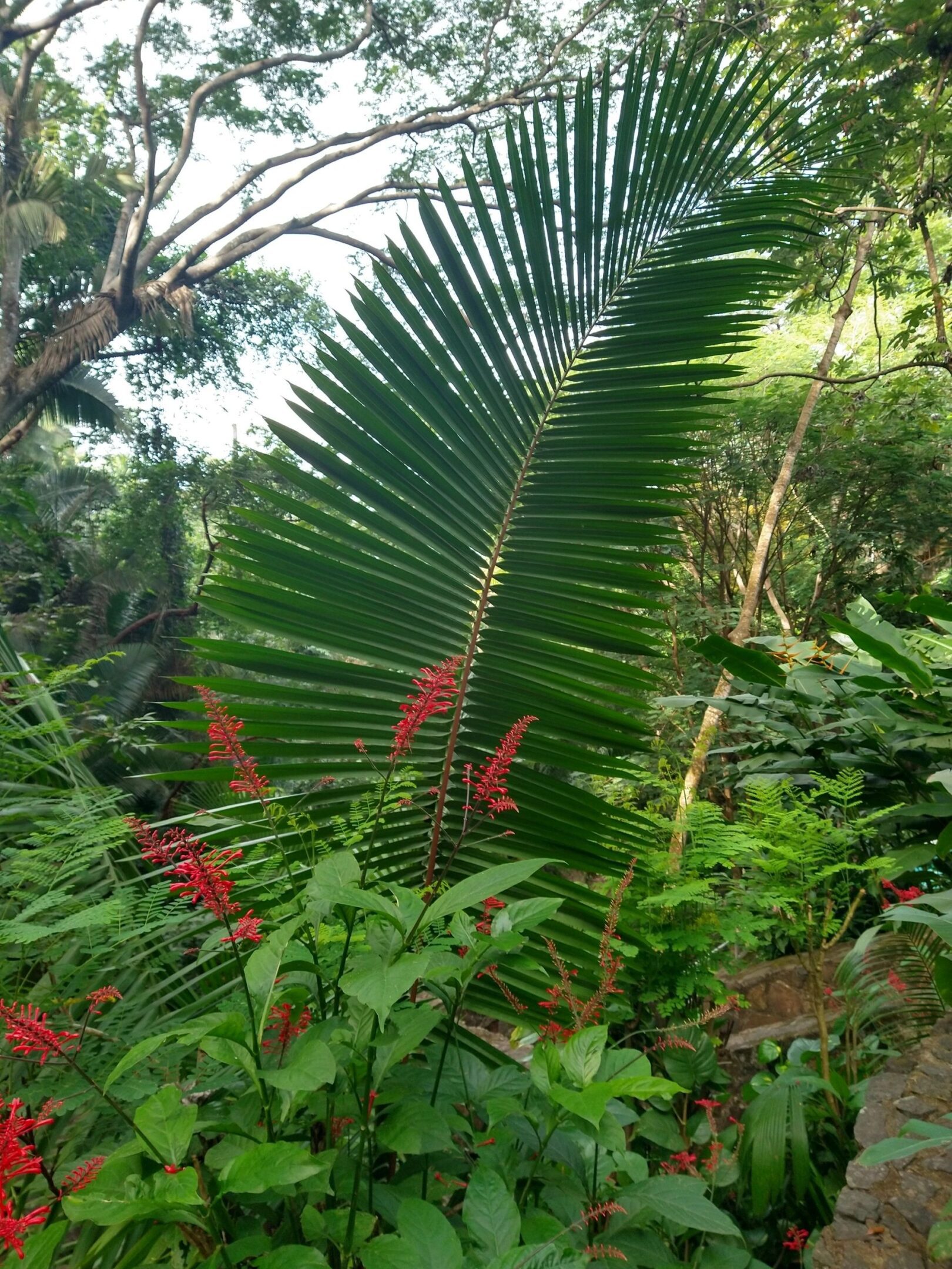 Large palm frond with red tropical flowers