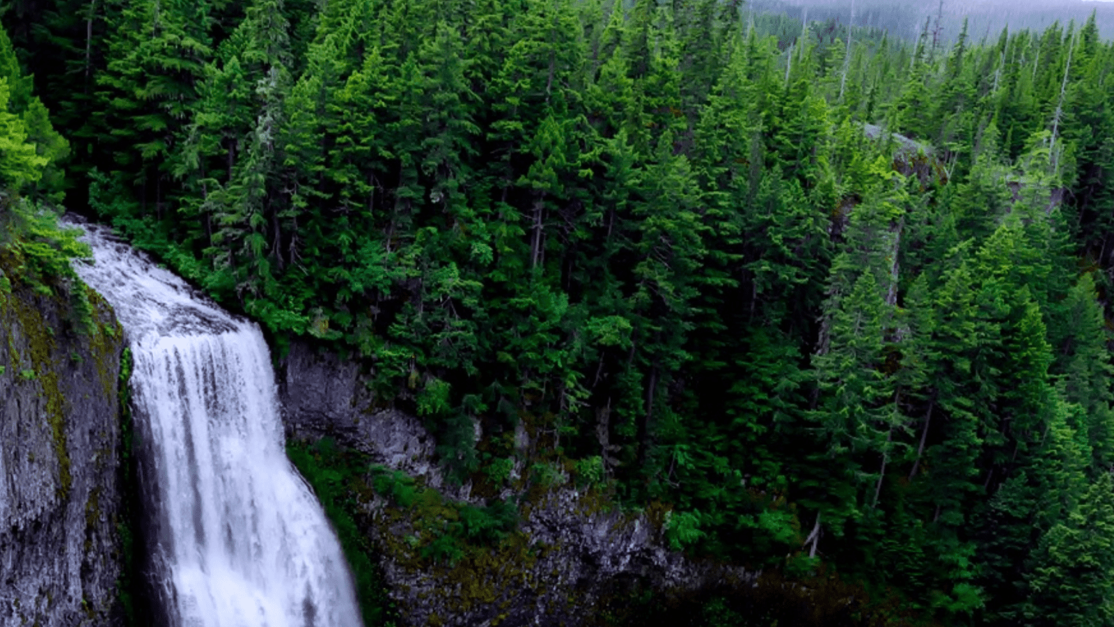 Waterfall cascading beside dense evergreen forest