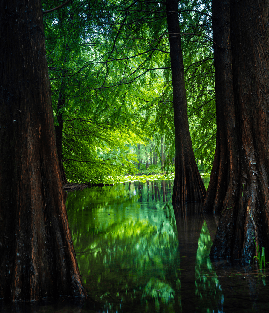 Forest trees reflecting in tranquil water