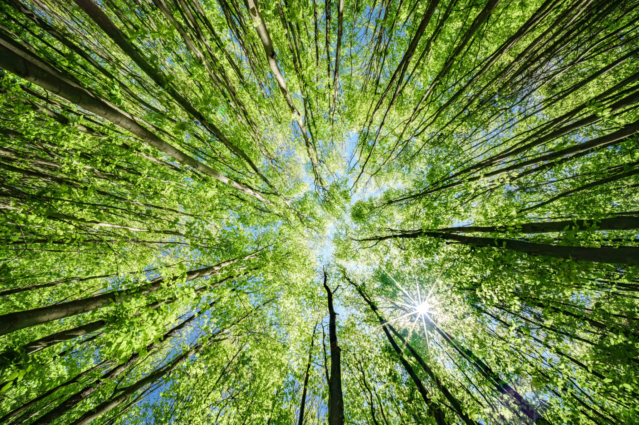 Sunlit green forest canopy viewed upward