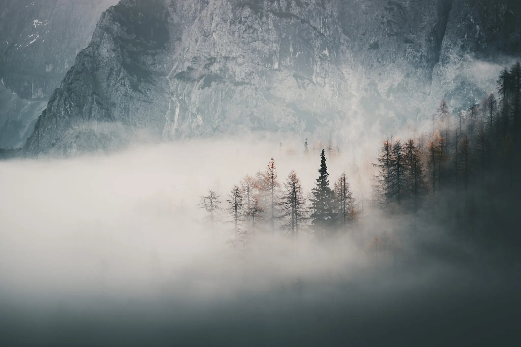 Conifer trees emerging from mountain fog