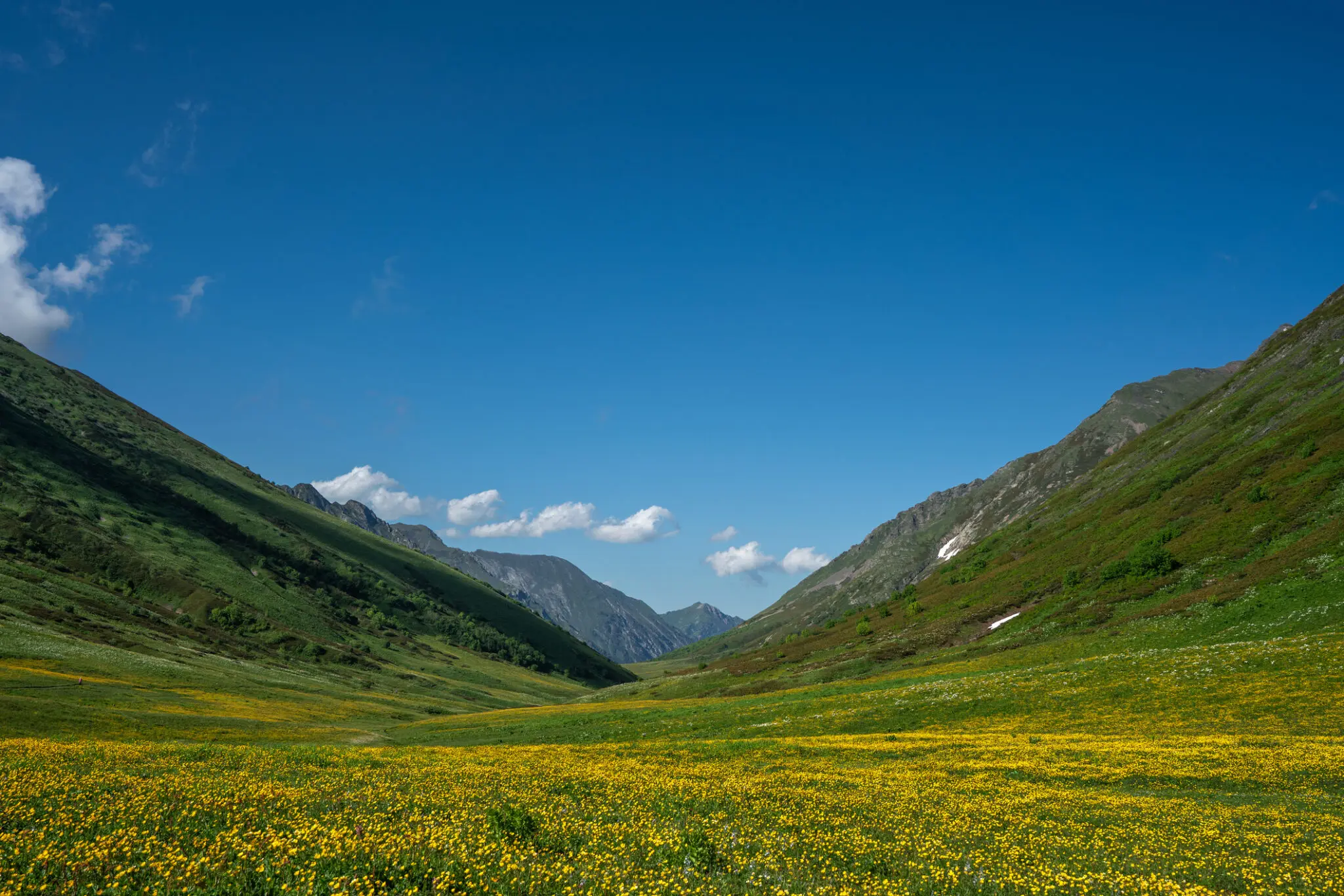 Yellow wildflower meadow in mountain valley