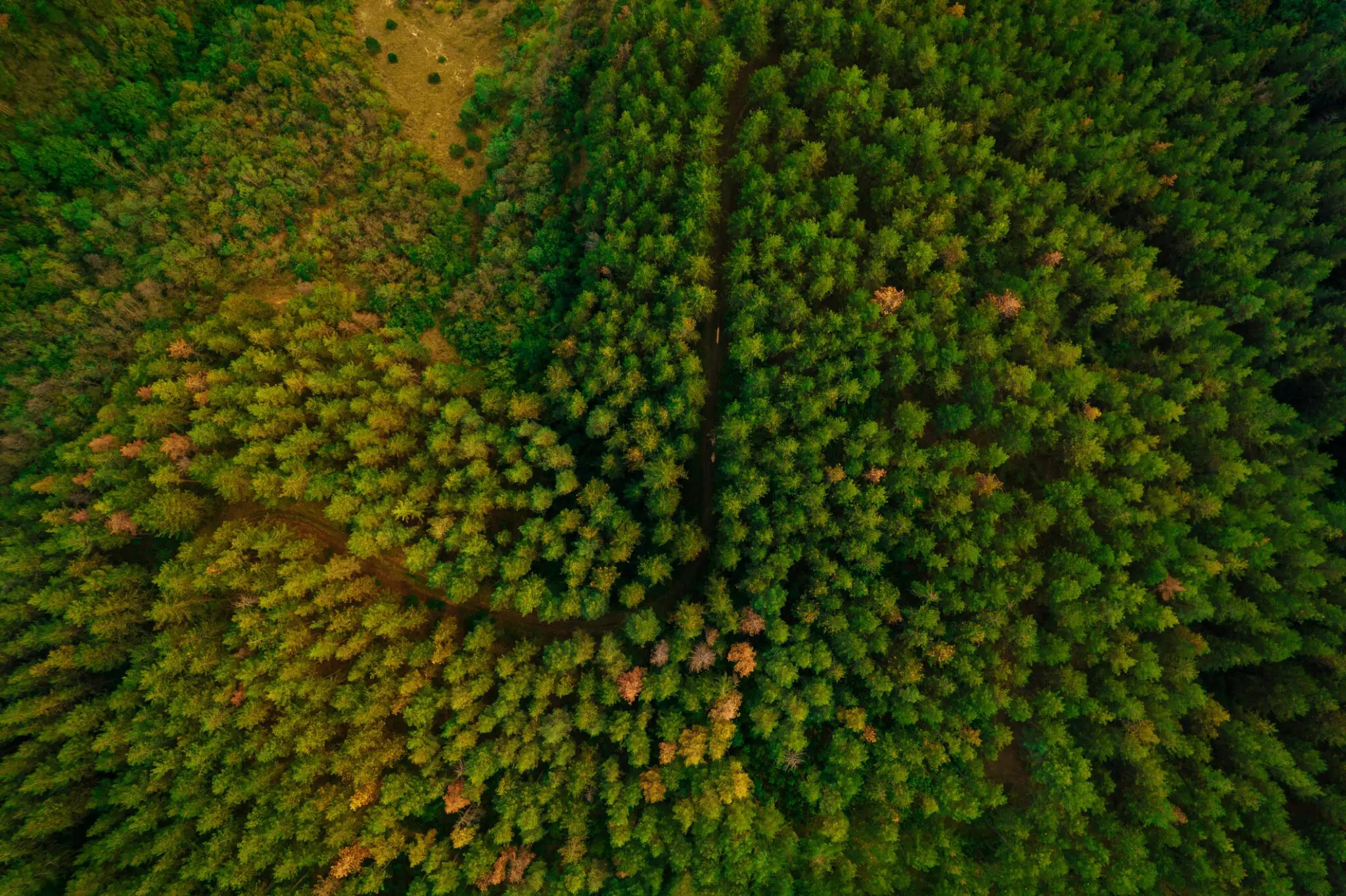 Aerial view of dense green conifer forest