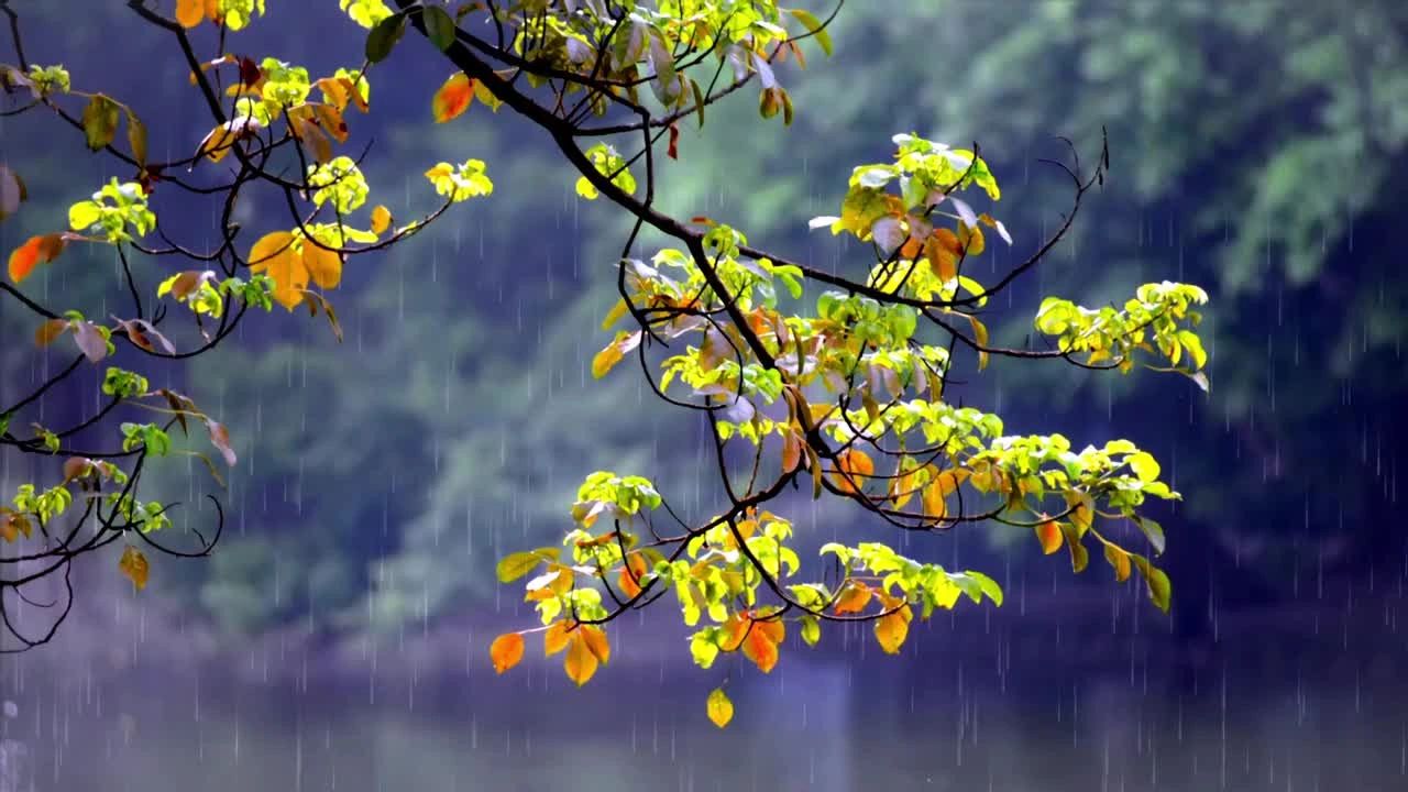 Autumn leaves on branch in rain