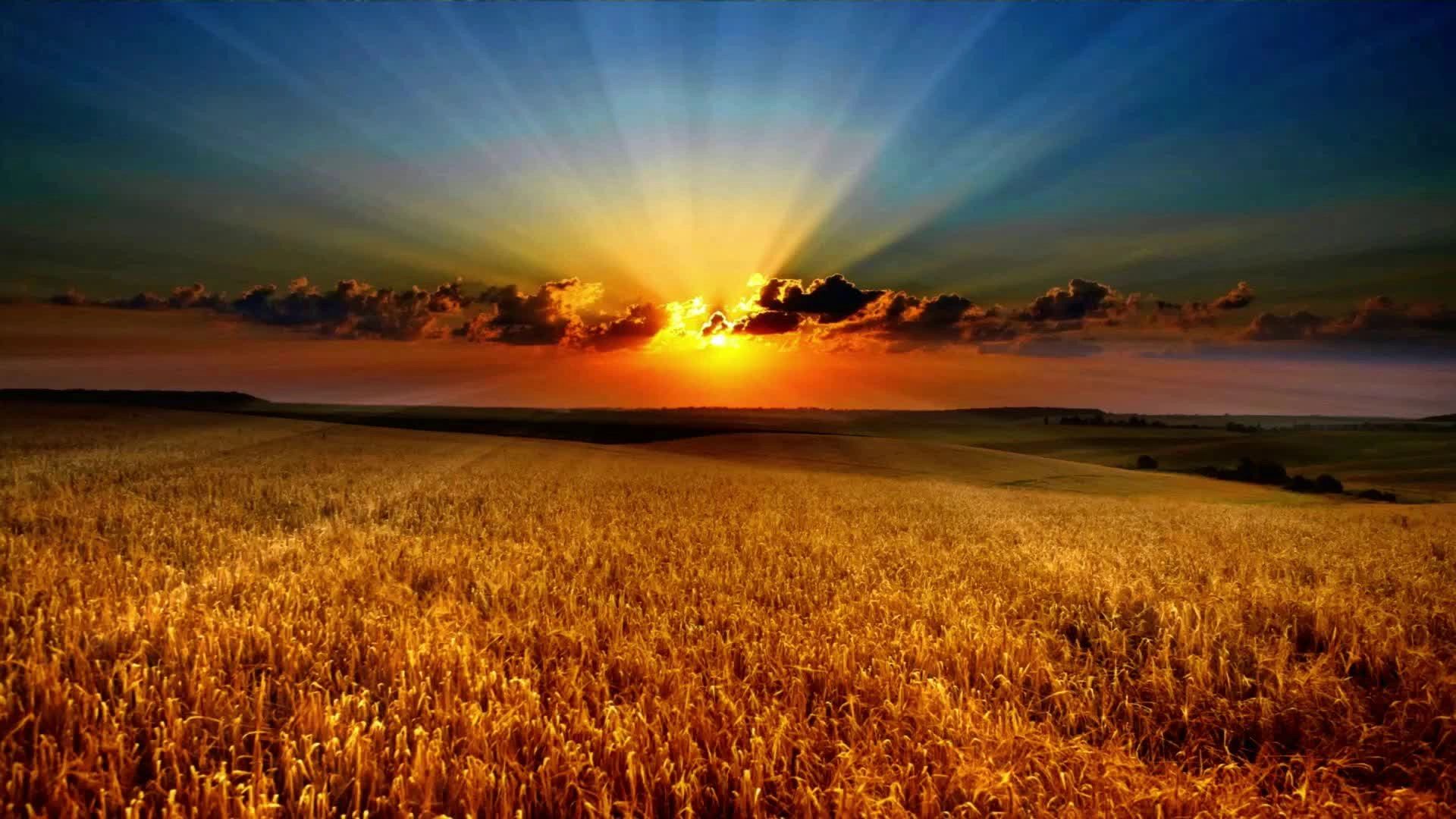 Sunset over golden wheat field with rays