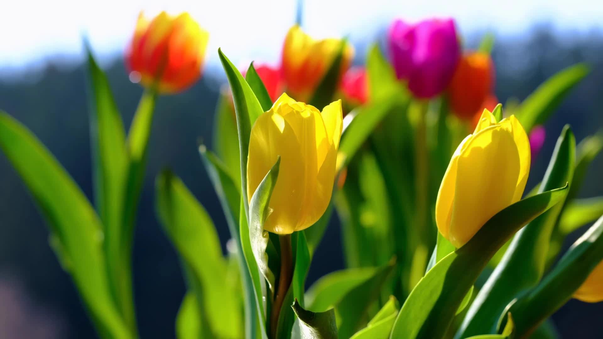 Yellow tulips with colorful blurred background