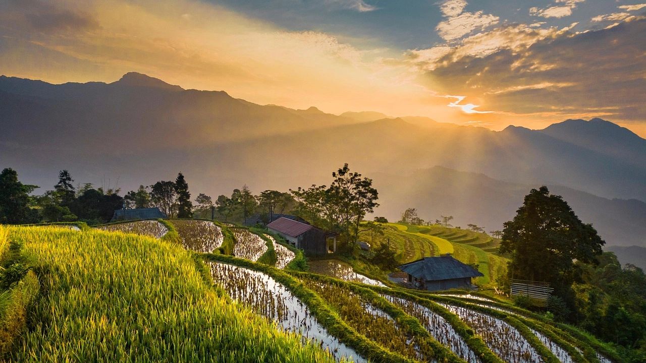Sunlit terraced rice paddies with mountain backdrop