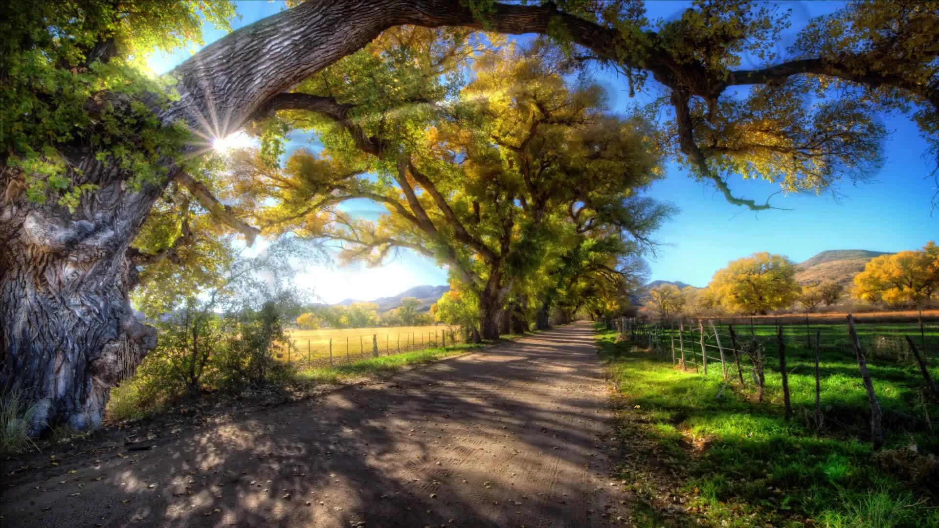 Sunlit tree-lined country dirt road