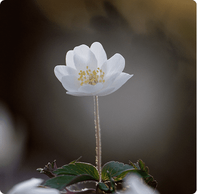 Single white anemone flower on tall stem