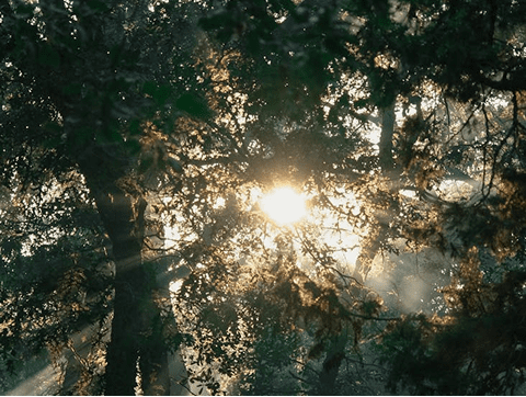 Sunlight filtering through misty forest canopy