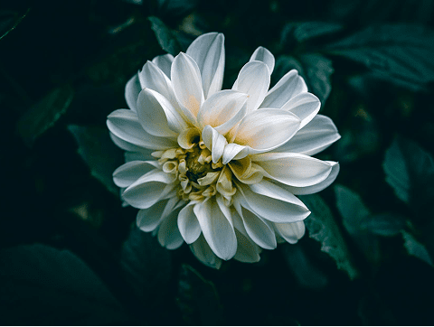 White dahlia against dark green leaves