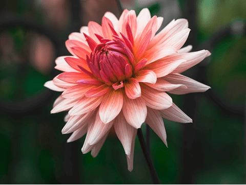 Close-up of pink dahlia blossom