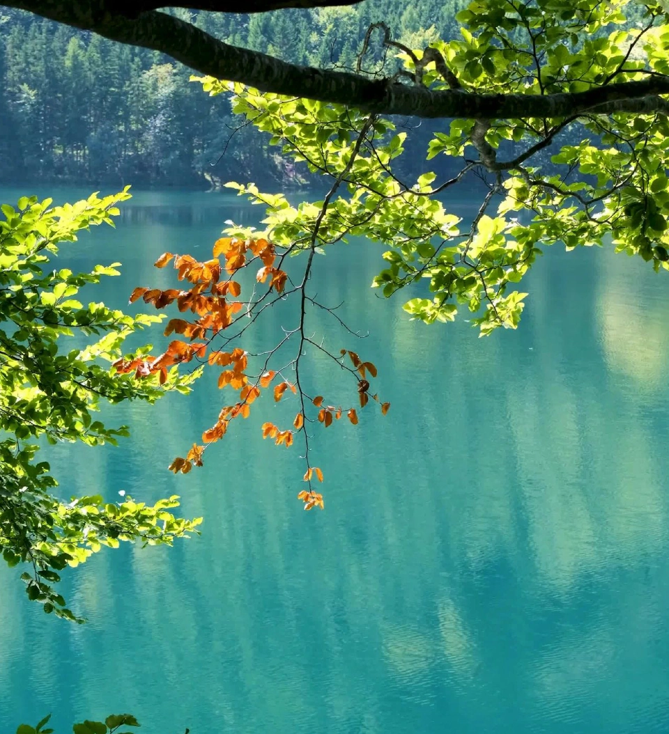 Tree branches with orange leaves over turquoise lake